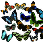 vlinders